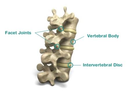Location of cause for low back pain